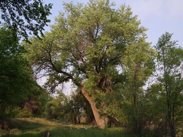 A huge old cottonwood tree in late light beside a grassy path