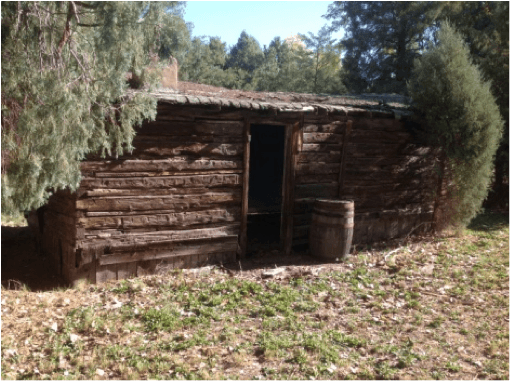 The weathered log cabin half hidden by junipers at its original site